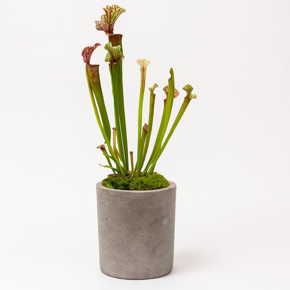 Sarracenia Judith Hindle - 30cm in einem modernen Studio mit modernem Topf