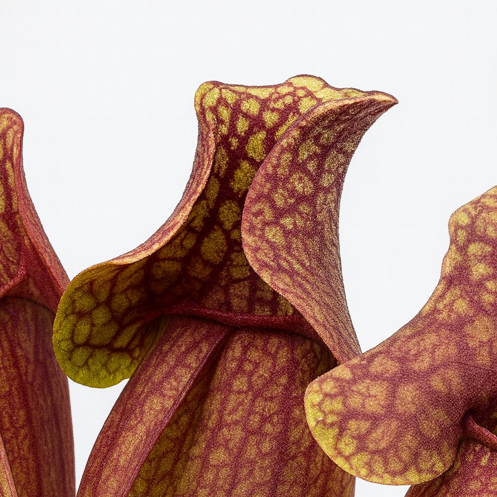 Sarracenia Venosa - 20cm