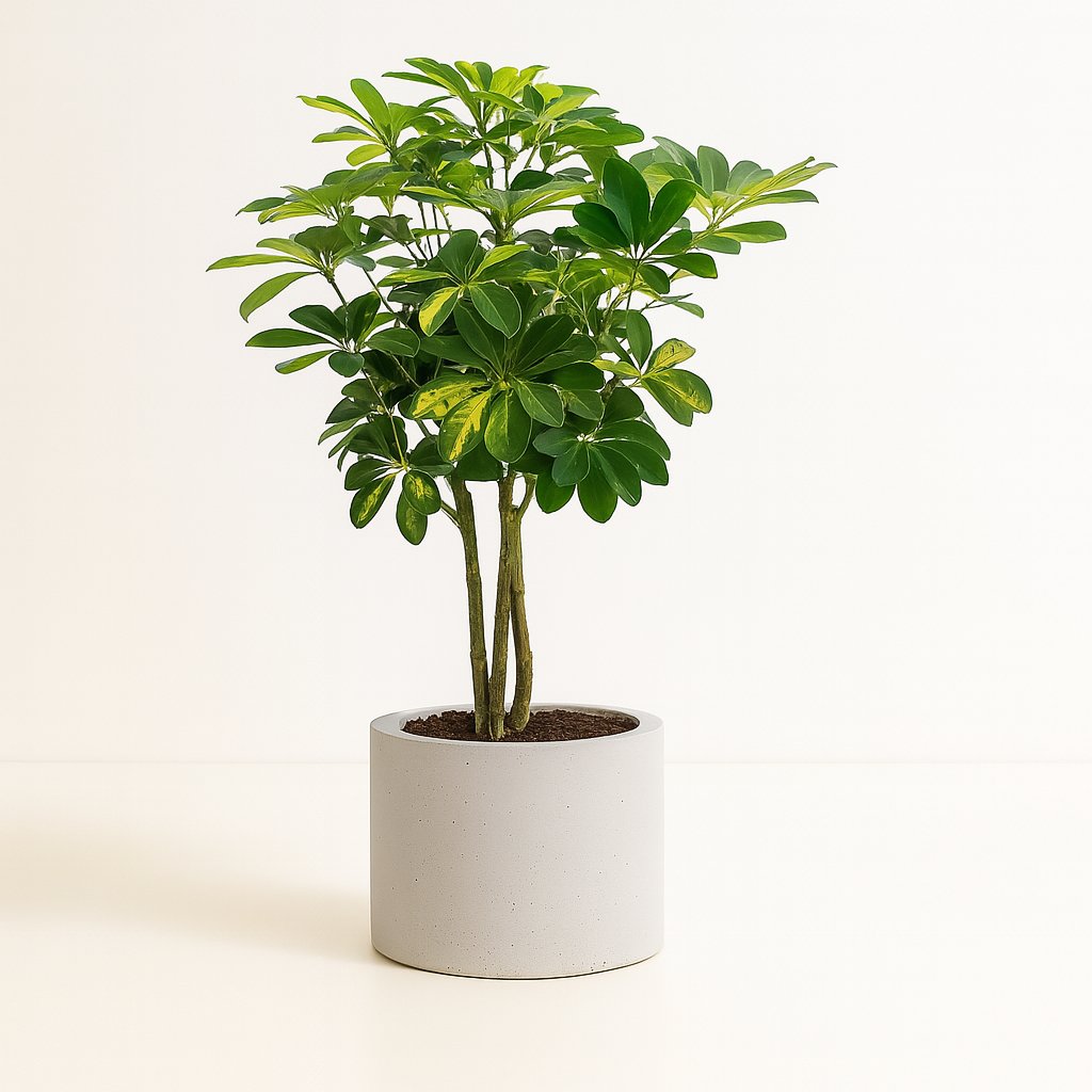Schefflera Arboricola Gold Capella - 75cm in einem modernen Studio mit modernem Topf