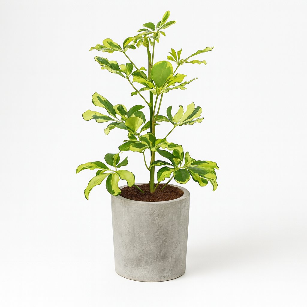 Schefflera Charlotte - 45cm im Ø13cm Topf in einem modernen Studio