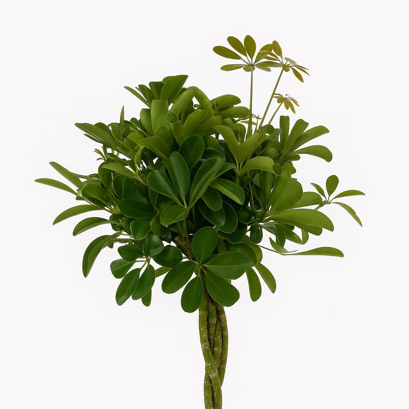 Schefflera Compacta Detail