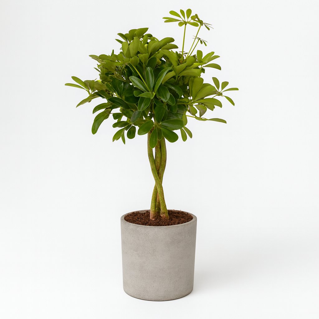 Schefflera Compacta - 80cm in einem modernen Studio mit modernem Topf