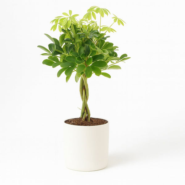 Schefflera Compacta Nora 60cm im 17cm Topf