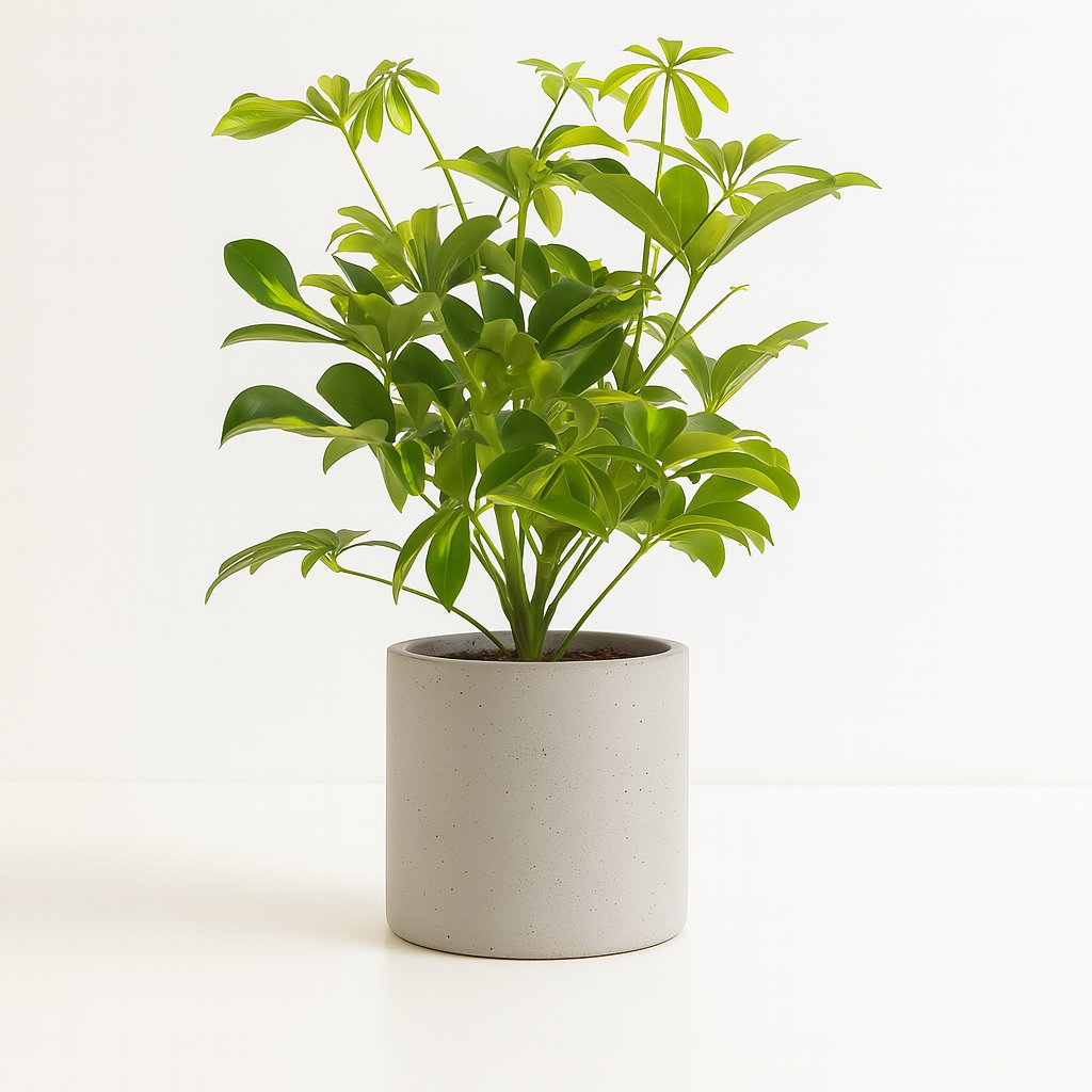 Schefflera Gerda - 35cm in einem modernen Studio mit modernem Topf