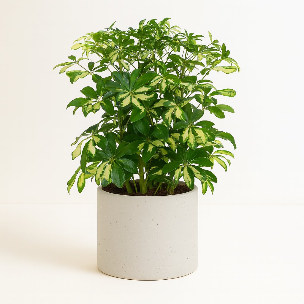Schefflera Gerda - 55cm in einem modernen Studio mit modernem Topf