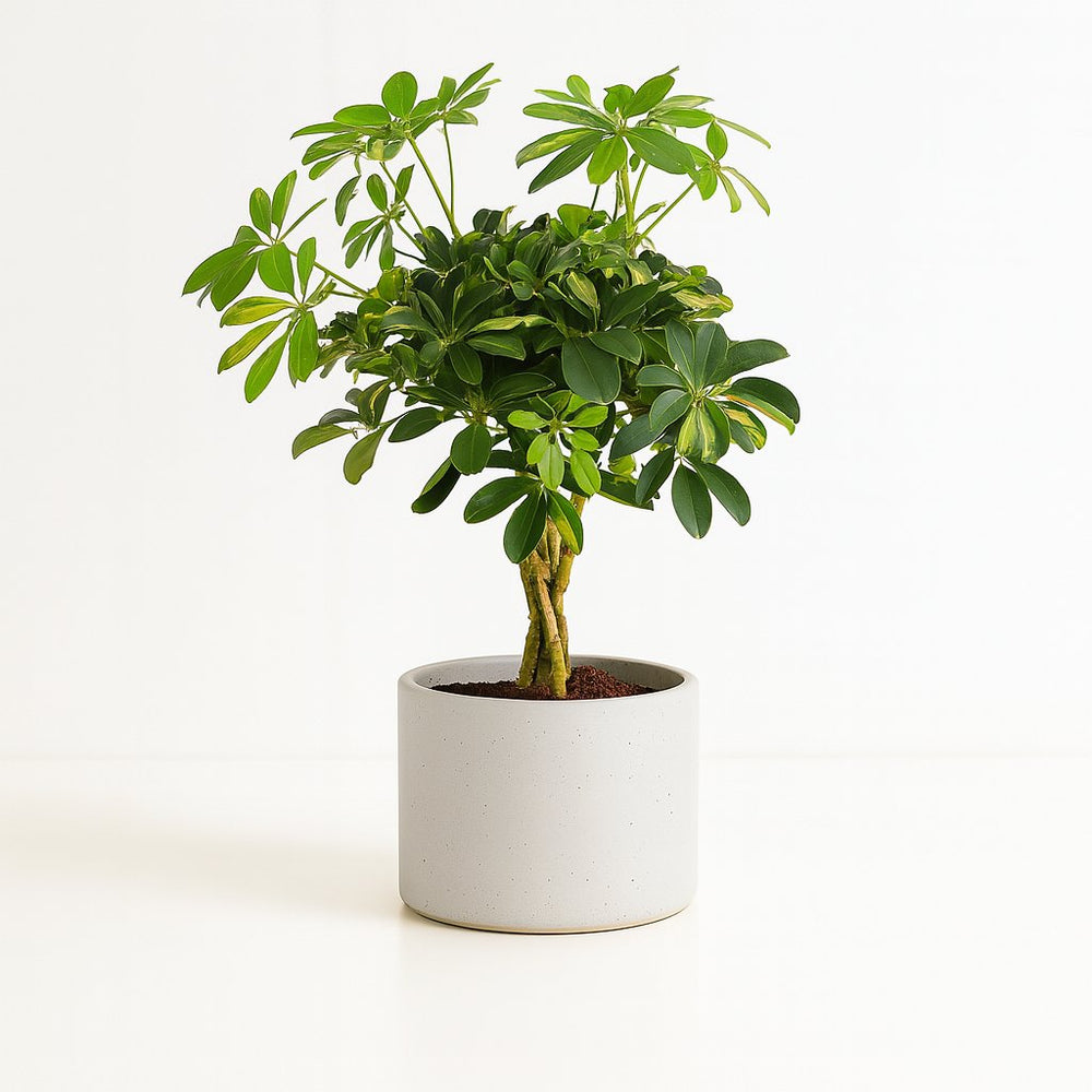 Schefflera Gold Capella 75cm im 21cm Topf