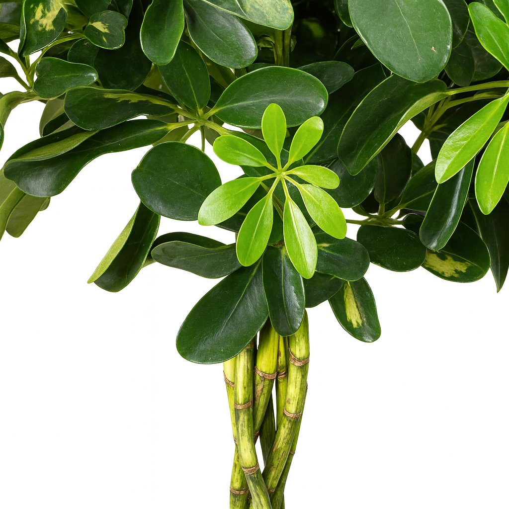 Schefflera Gold Capella - 75cm