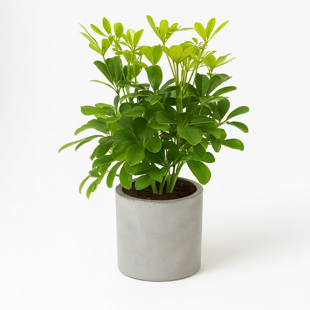 Schefflera Nora - 35cm in einem modernen Studio mit modernem Topf