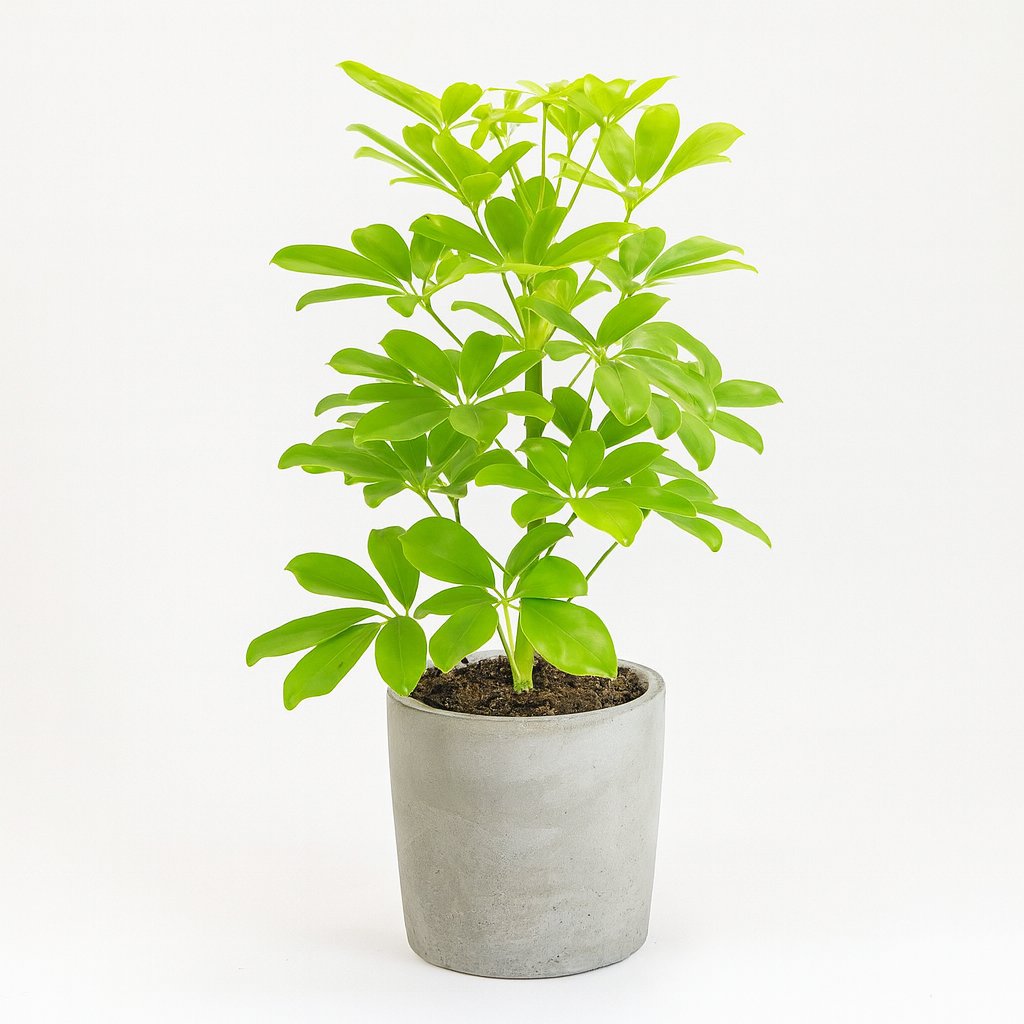 Schefflera Nora - 45cm in einem modernen Studio mit modernem Topf