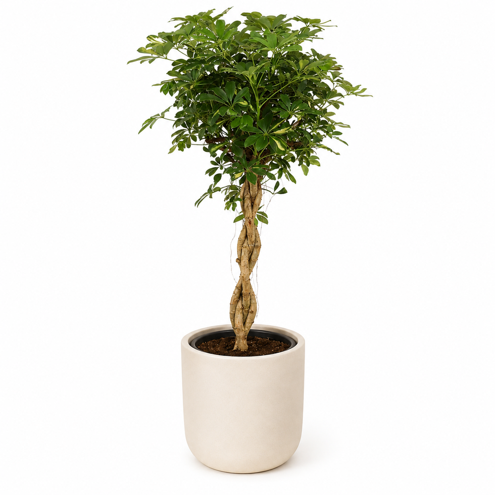 Schefflera Gold Capella 130cm im 32cm Topf