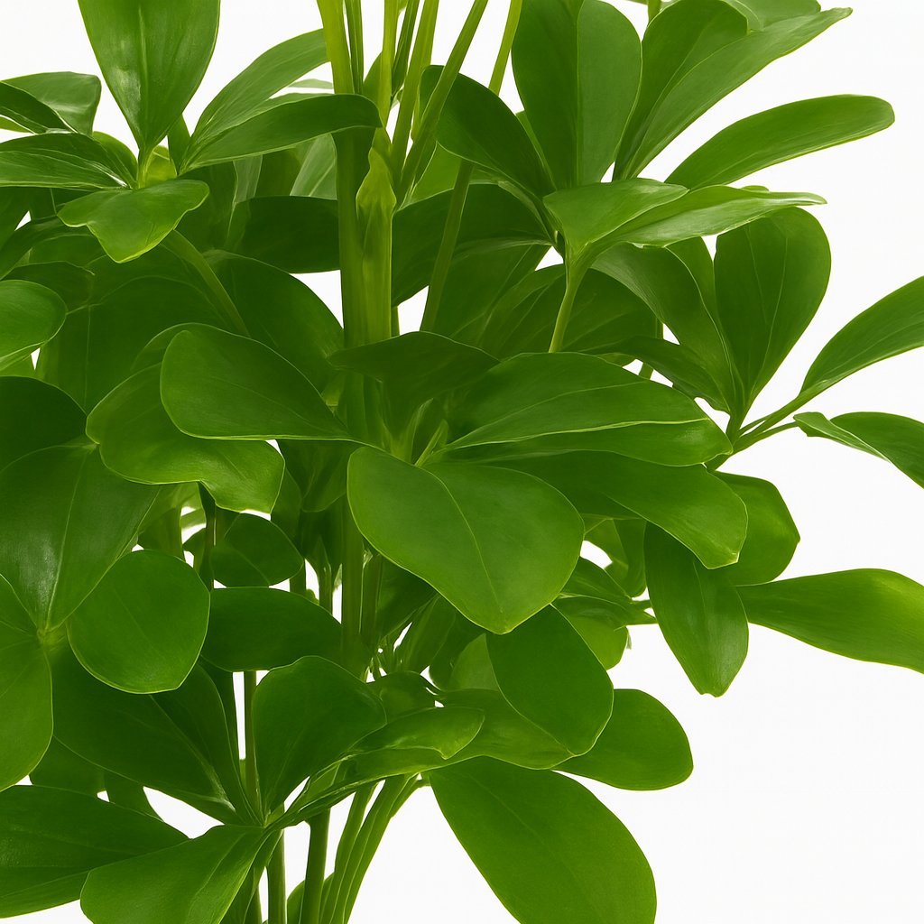 Schefflera Nora - 35cm