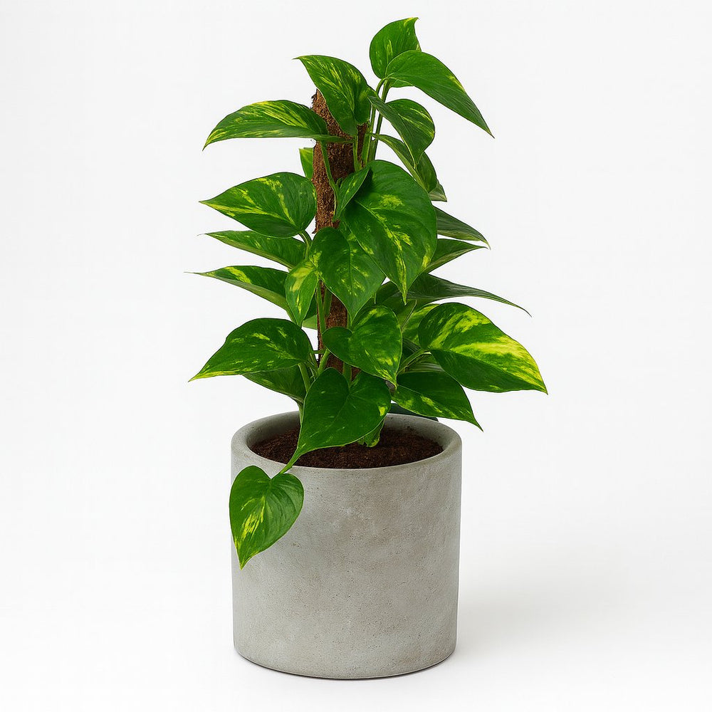 Scindapsus 50cm im 15cm Topf