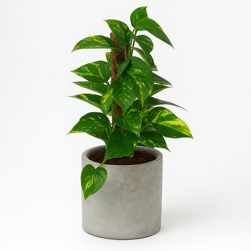 Scindapsus - 50cm in einem modernen Studio mit modernem Topf