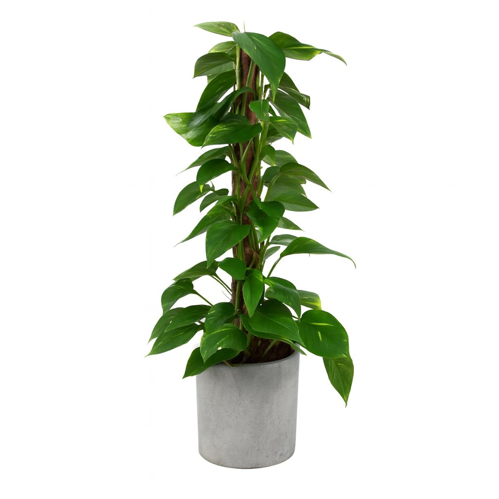 Scindapsus - 80cm in einem modernen Studio mit modernem Topf