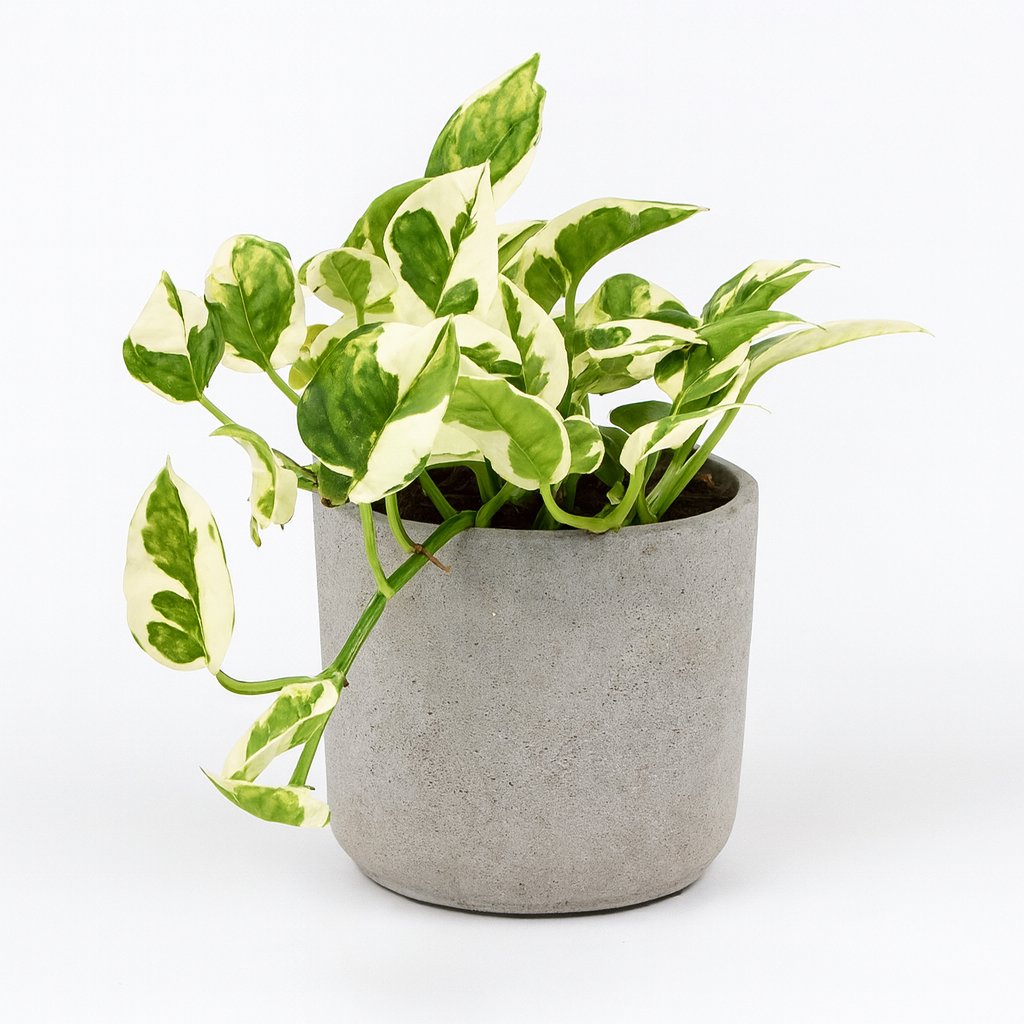 Scindapsus Njoy - 15cm in einem modernen Studio mit modernem Topf