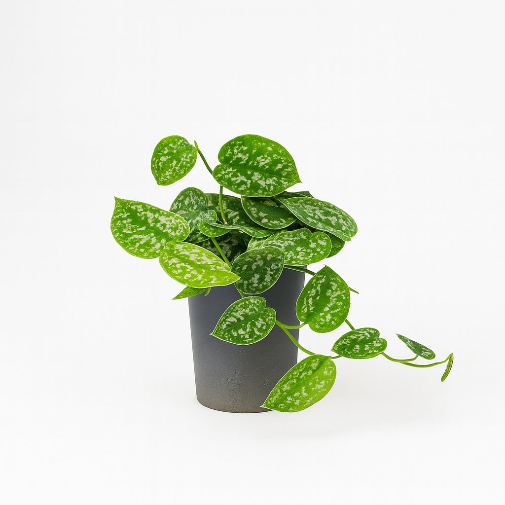 Scindapsus Pictus Argyraeus - 15cm in einem modernen Studio mit modernem Topf