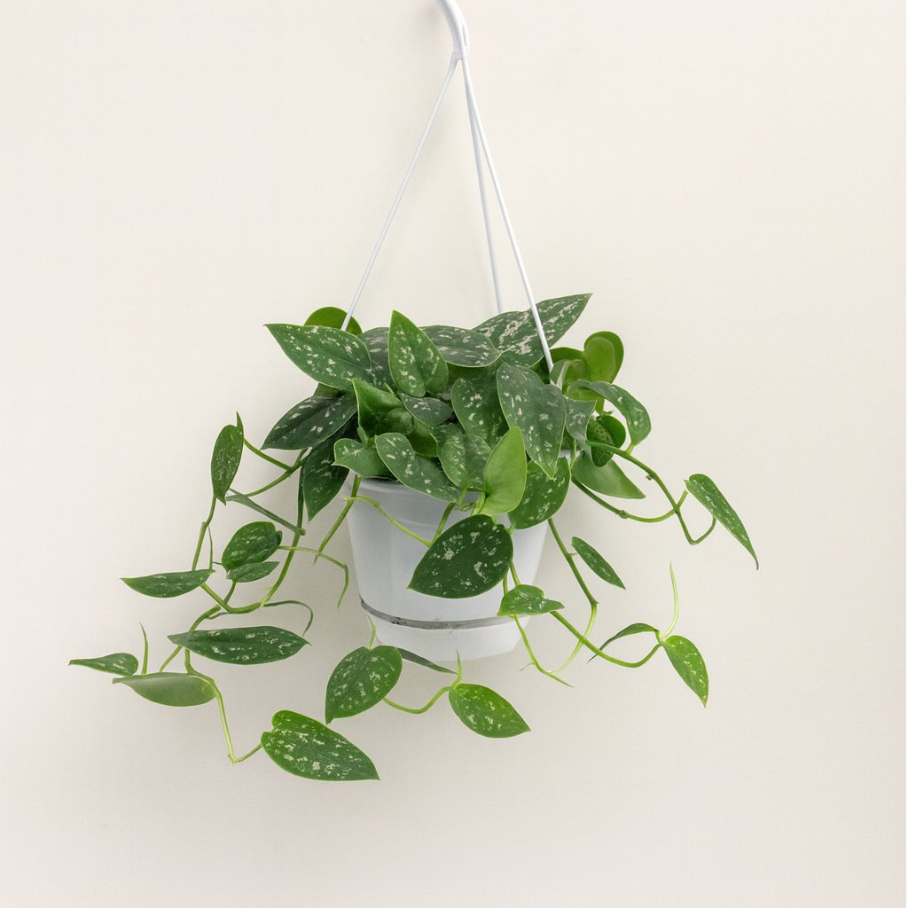 Scindapsus Pictus Argyraeus - 25cm in einem modernen Studio mit modernem Topf