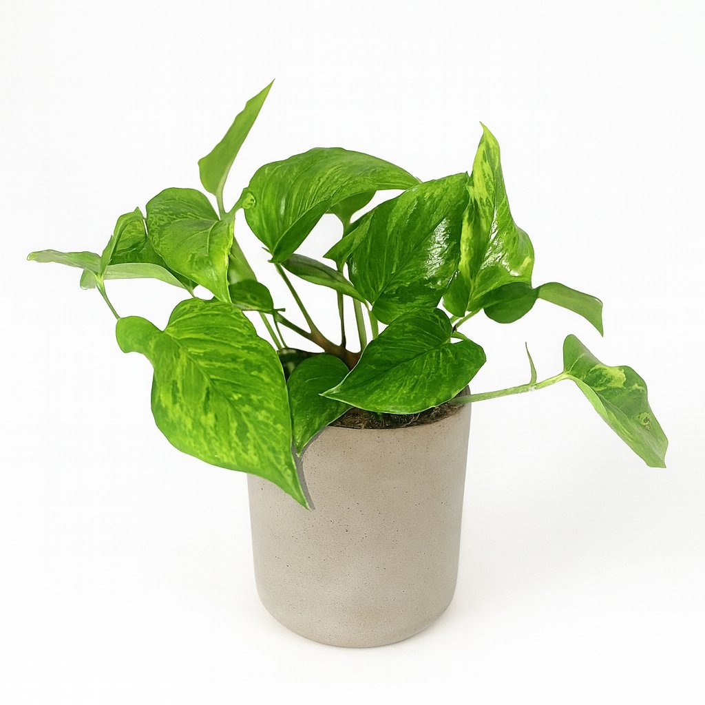 Scindapsus Pictus Trebie - 20cm in einem modernen Studio mit modernem Topf