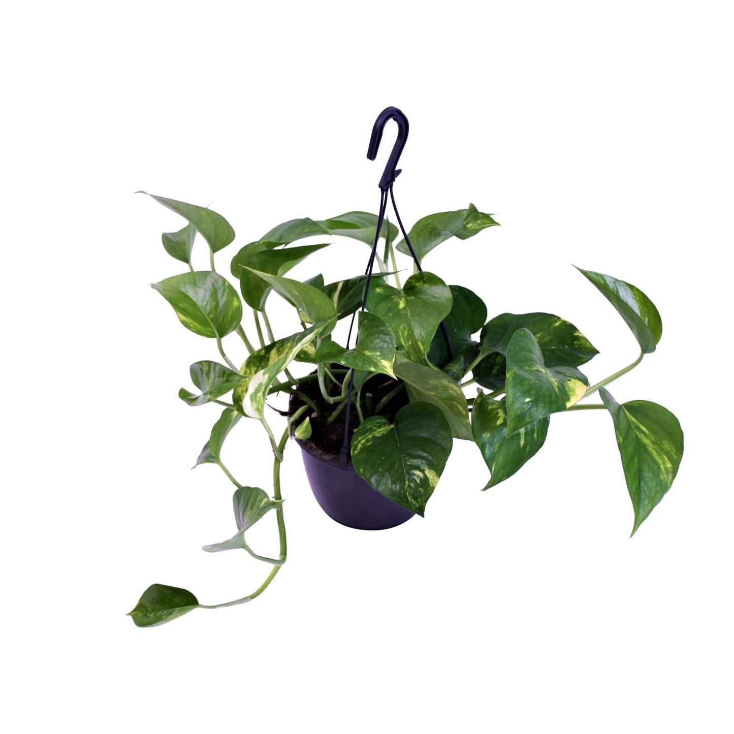 Scindapsus Pictus Trebie - 30cm