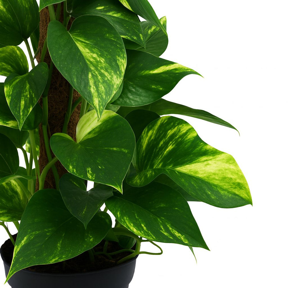 Scindapsus 50cm Nahaufnahme
