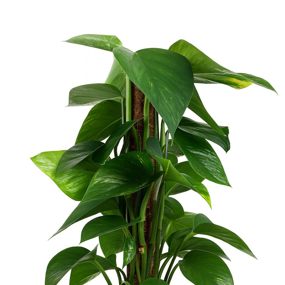 Scindapsus 80cm Nahaufnahme