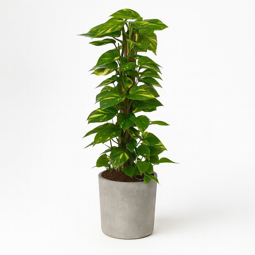 Scindapsus (Epipremnum) - 120cm in einem modernen Studio mit modernem Topf