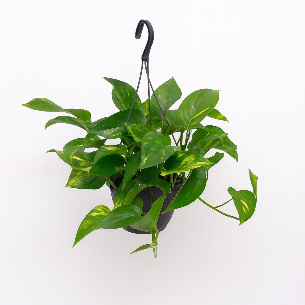 Scindapsus (Epipremnum) - 45cm in einem modernen Studio mit modernem Topf