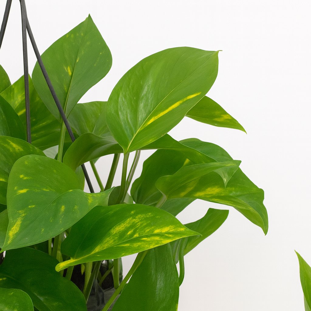 Scindapsus (Epipremnum) - 45cm