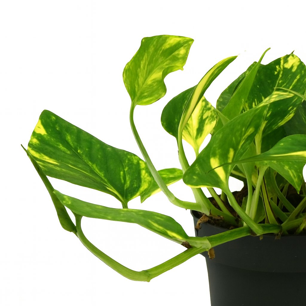 Scindapsus Njoy Gold - 25cm