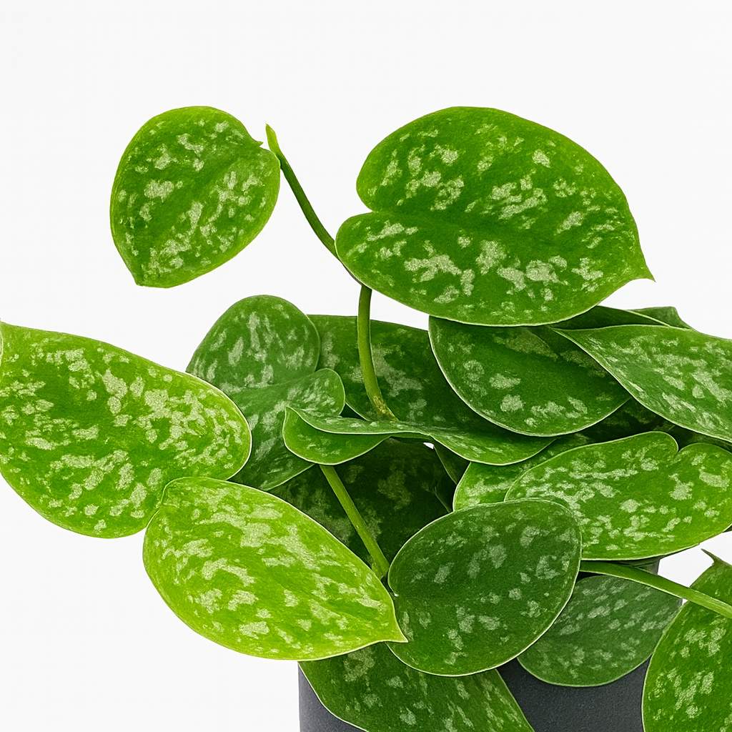 Scindapsus Pictus Argyraeus - 15cm