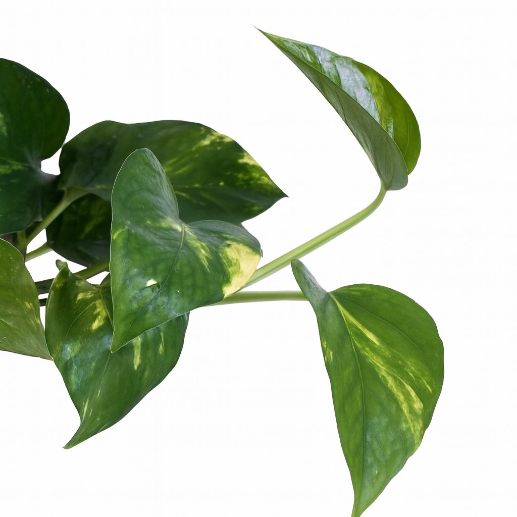 Scindapsus Pictus Trebie - 30cm