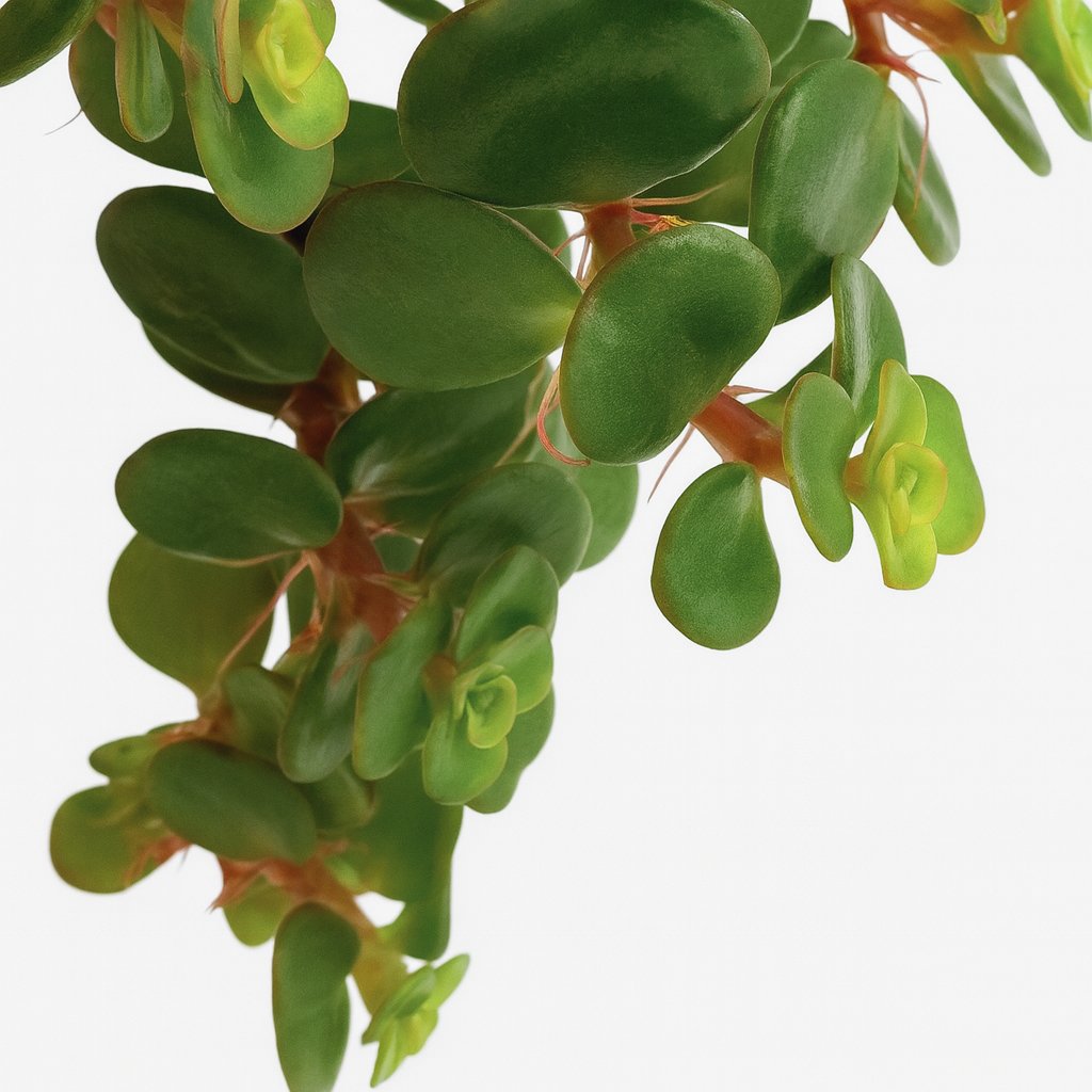 Sedum Tornado - 15cm