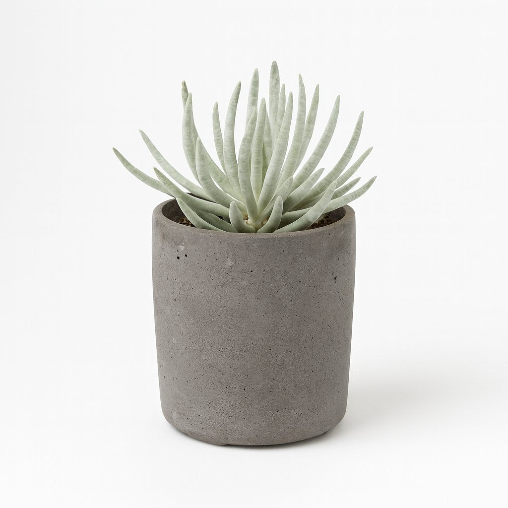 Senecio Scaposus - 15cm in einem modernen Studio mit modernem Topf