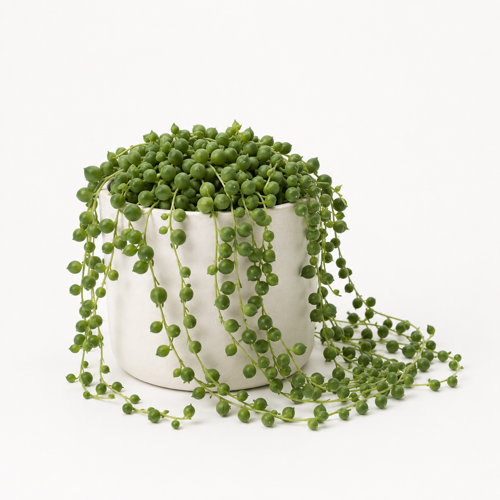 Senecio Rowleyanus - Ø11cm - 20cm