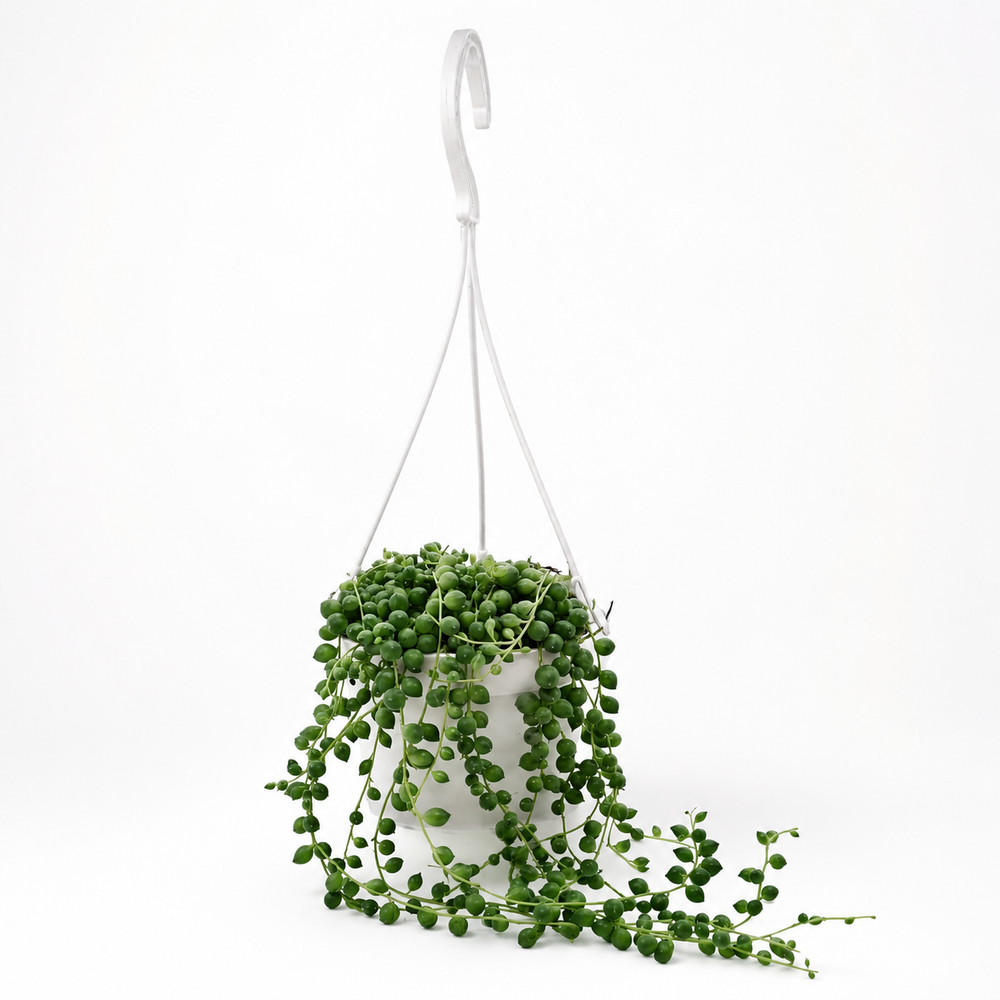 Senecio Rowleyanus - Ø11cm - 25cm