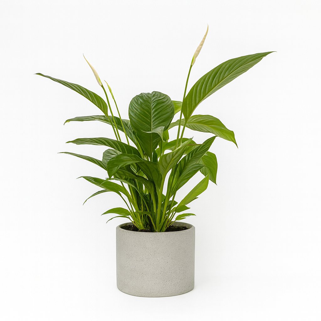 Spathiphyllum Bingo Cupido - 80cm in einem modernen Studio mit modernem Topf