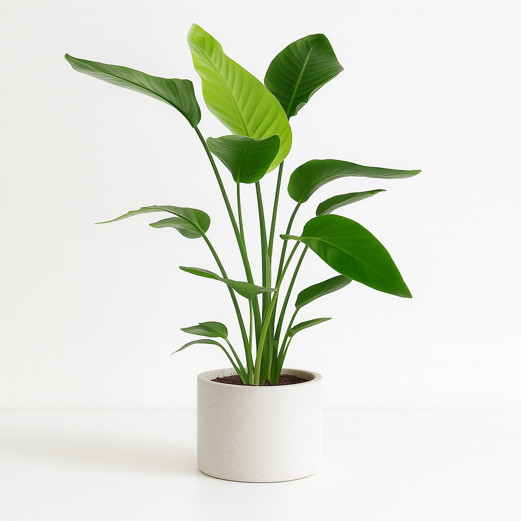 Strelitzia Nicolai - 100cm in einem modernen Studio mit modernem Topf