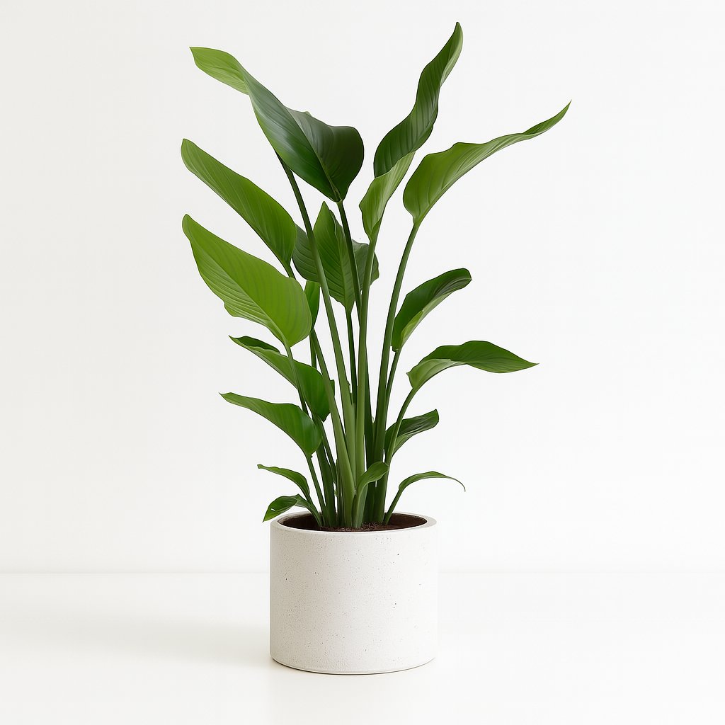 Strelitzia Nicolai - 110cm in einem modernen Studio mit modernem Topf