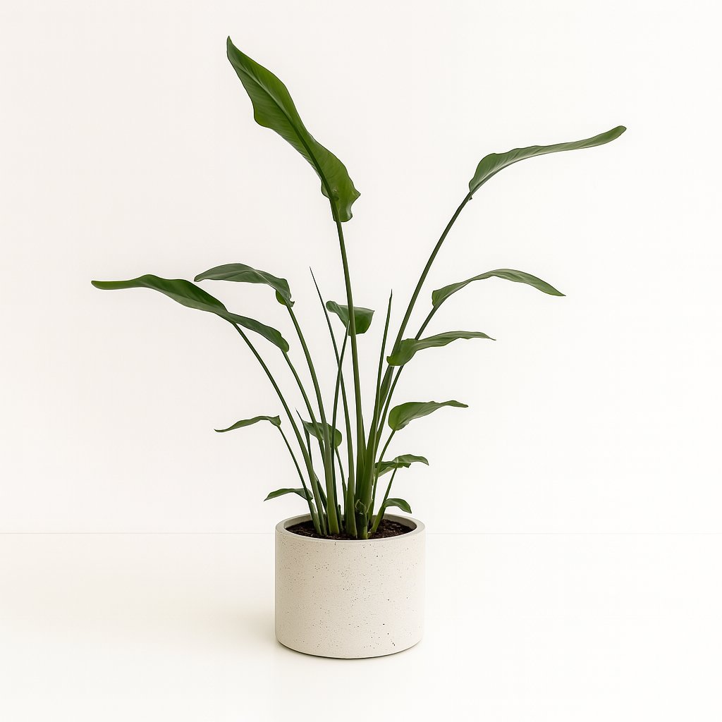 Strelitzia Nicolai - 120cm in einem modernen Studio mit modernem Topf