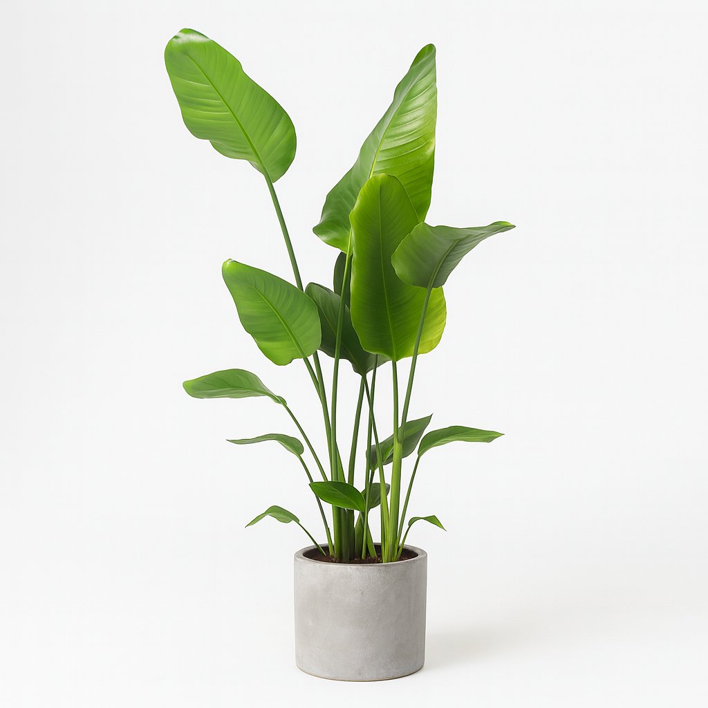 Strelitzia Nicolai - 130cm