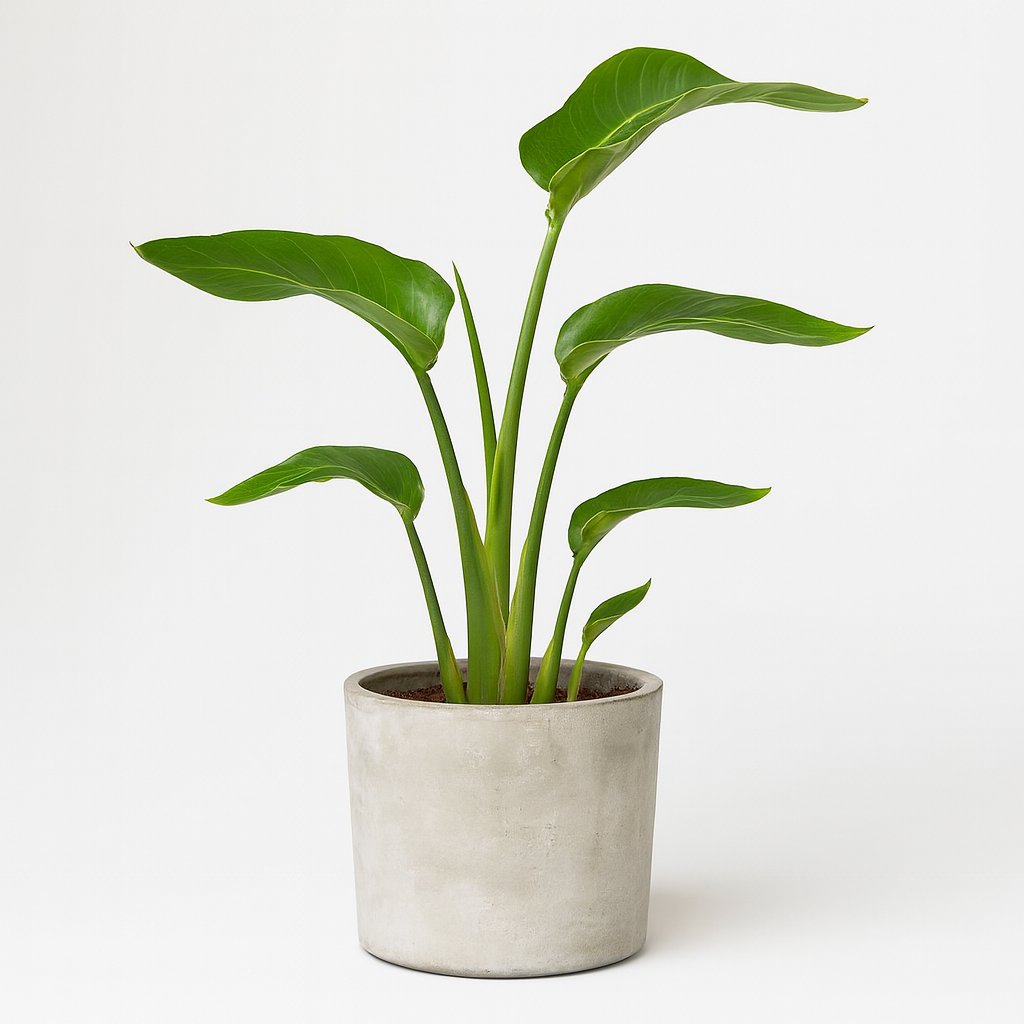 Strelitzia Nicolai - 35cm