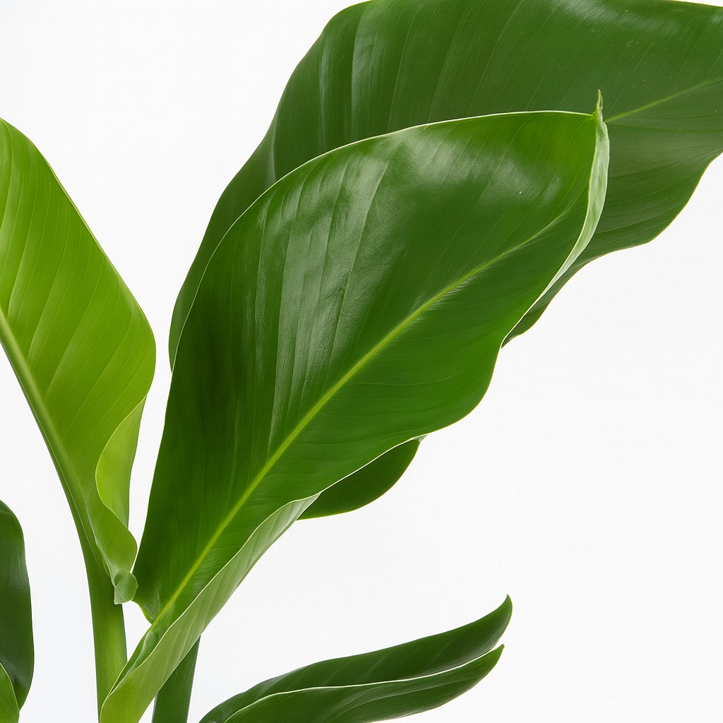 Strelitzia Nicolai - 70cm