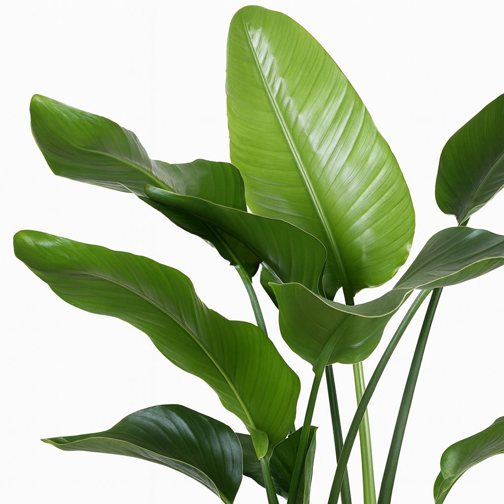 Strelitzia Nicolai - 80cm