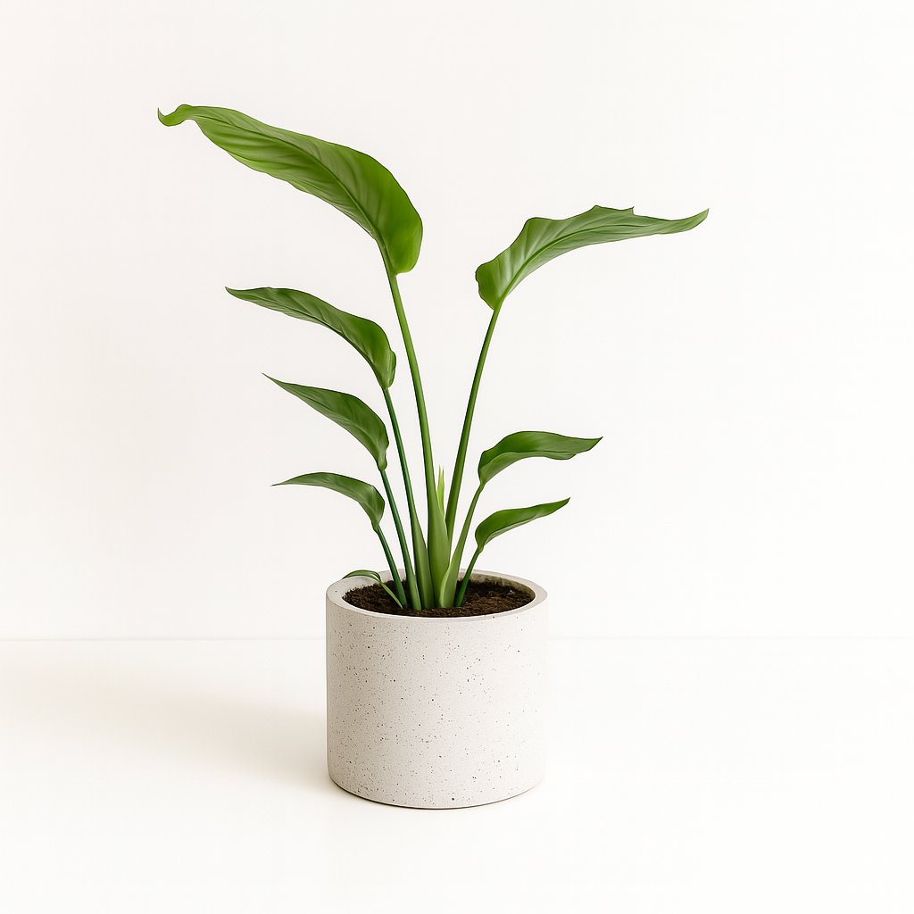 Strelitzia Nicolai - 90cm in einem modernen Studio mit modernem Topf