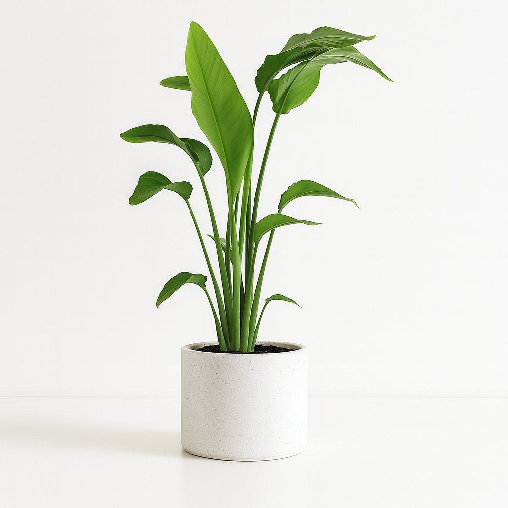 Strelitzia Nicolai - 90cm in einem modernen Studio mit modernem Topf