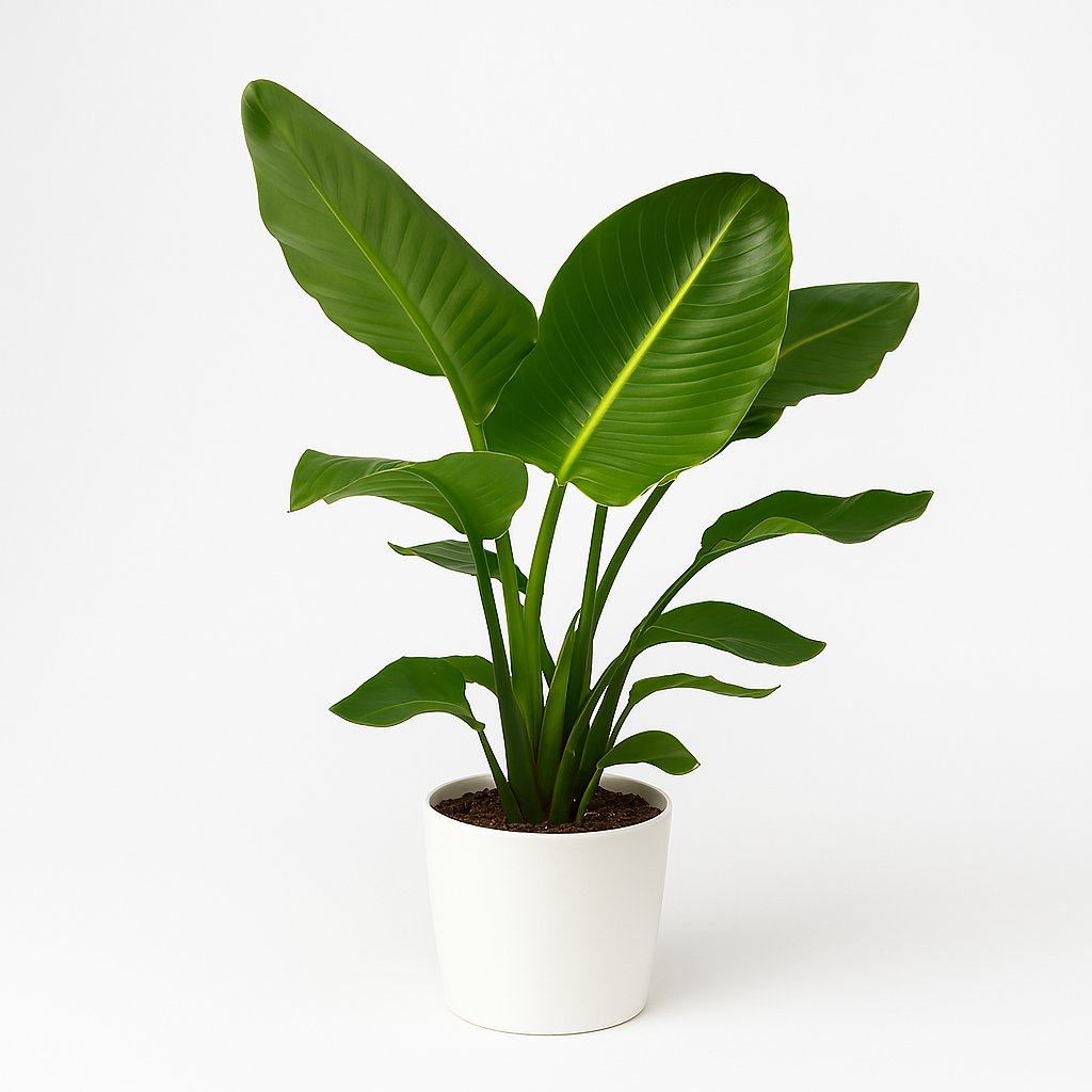 Strelitzia Nicolai - 90cm in einem modernen Studio mit modernem Topf