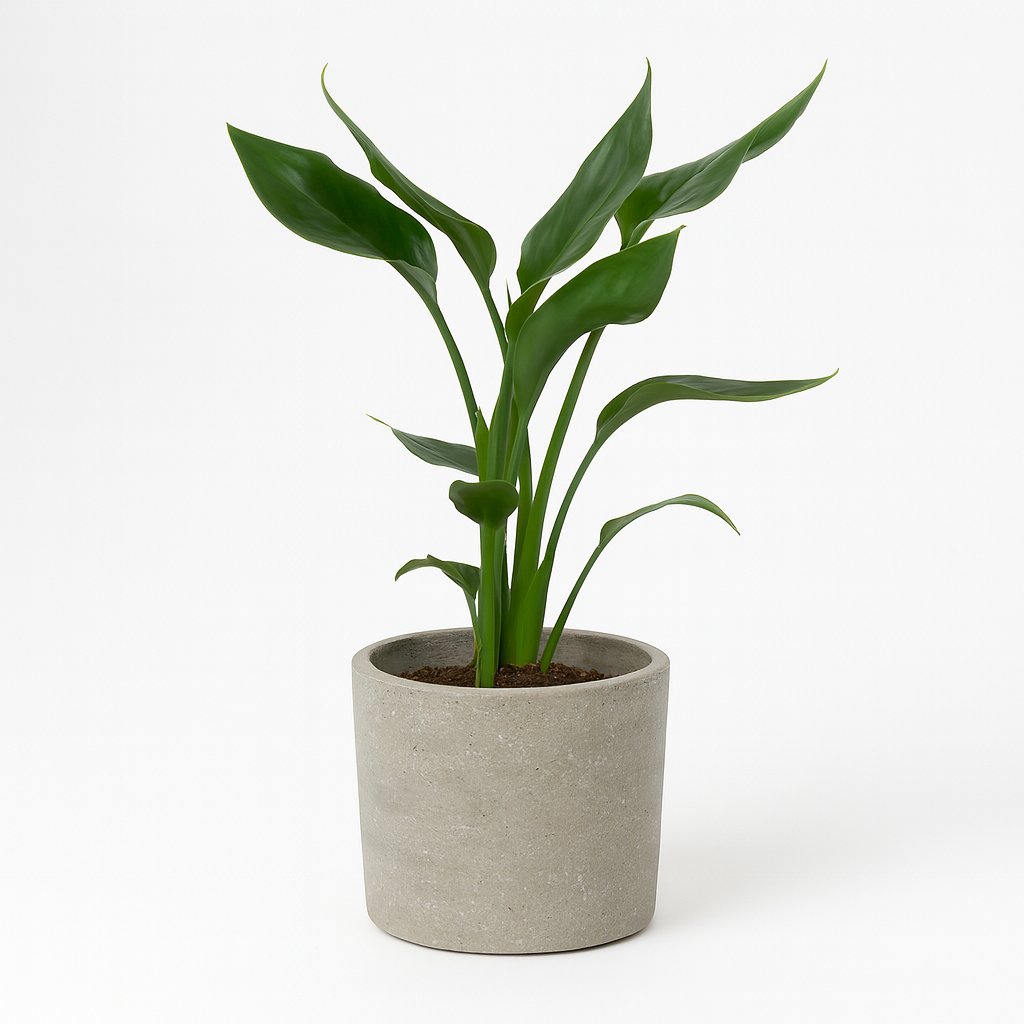 Strelitzia Reginae - 35cm