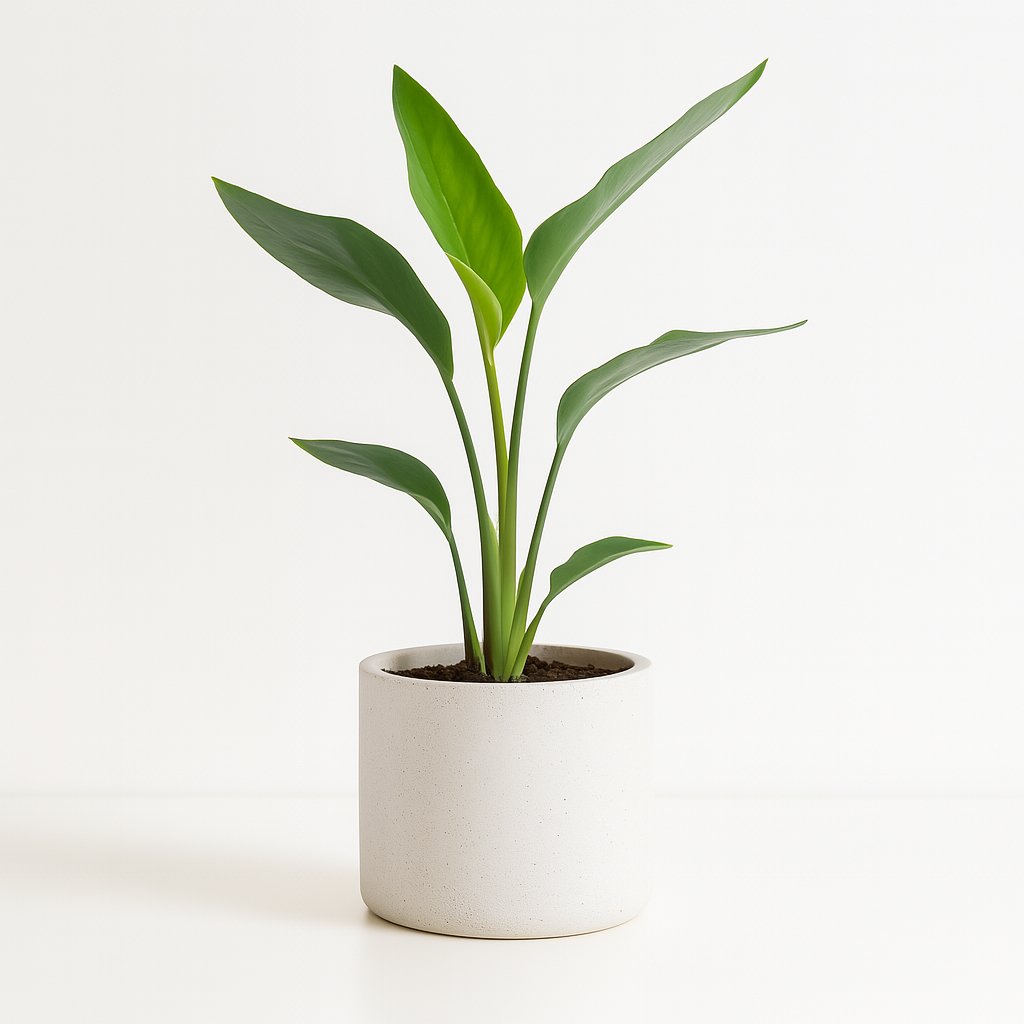 Strelitzia Reginea - 40cm in einem modernen Studio mit modernem Topf