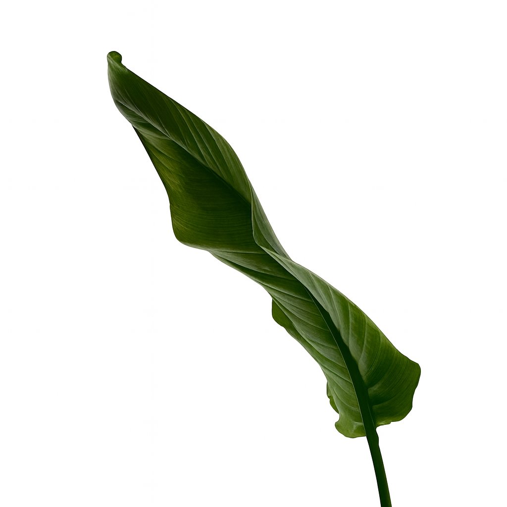 Strelitzia Nicolai - 120cm