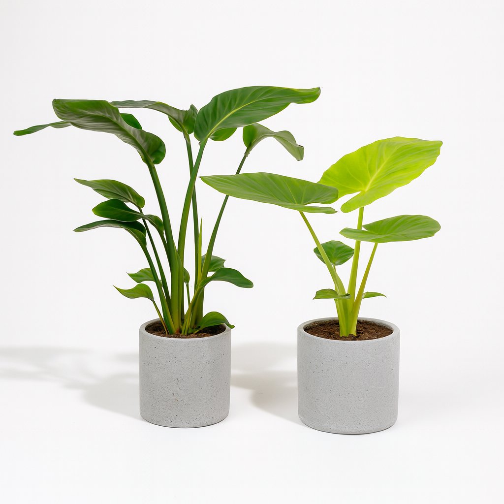 Strelitzia Nicolai - 85cm und Alocasia Macrorrhiza - 70cm